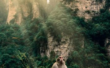 Экскурсионный тур в Китай в Панда-сити и Горы Аватар