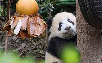 Экскурсионный тур в Китай в Панда-сити и Горы Аватар